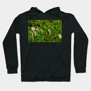 Alpine Plants. Hoodie